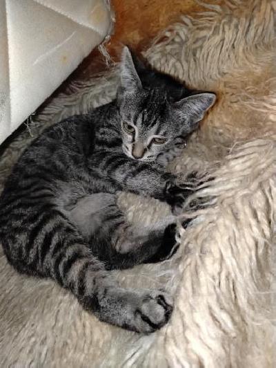 Kotia etsii 5 kuukauden ikäinen naaraskissa. Ei tule toimeen yhden perheemme kissan kanssa, siksi myymme. Pentu on rokotettu, käynyt eläinlääkärissä, madotettu. On sisäsiisti, hyvätapainen, leikkisä ja rauhallinen. Hinta: 250e josta varausmaksu 50e sisältyy hintaan.