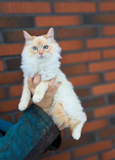 Simo etsii uutta kotia rokotettu ja madotettu,Simo sisältää siamilaista ja mainecoonia.Erittäin kiltti ja sosiaalinentapaus.Tottunut koiriin ollut täysin sisäkissana.