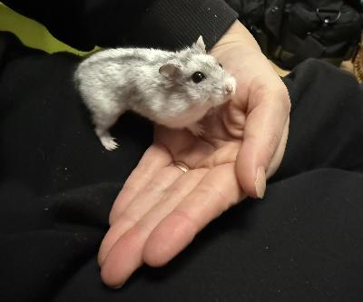 Myydään kiltti, kesy ja terve tyttöhamsteri. Mukaan saa tarvittaessa häkin. Nouto suositeltavin, kulkeutuu menojen mukana kaupungin alueella sekä satunnaisesti Pieksämäelle. Sopii myös ensihamsteriksi.