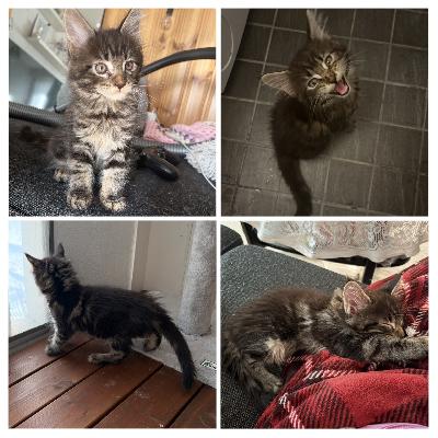 23.12.2025 Suomessa syntynyt Maine Coon urospentu kotia vailla. Pentu sosiaalinen, seurallinen ja erittäin leikkisä. Tottunut toisiin kissoihin, koiraan, lapsiin, vieraisiin sekä kodin eri ääniin. Ravintona useat eri laadukkaat viljattomat ja sokerittomat märkäruuat sekä raakalihat. Taitaa hiekkalaatikolle tarpeiden teko, täysin vessasiisti.

Pentu luovutuksessa 14 viikon ikäisenä 13.3.2026. Luovutetaan eläinlääkärin tarkastaman, sirutettuna, rokotettuna sekä säännöllisesti madotettuna. Todistukset ja rokotukset mukaan. 
Emä nähtävillä meillä kotona. Isä asuu muualla, hänestä kuitenkin lisäkuvia ja tietoja saatavilla!

Vanhemmat Maine Cooneja, pentua ei rekisteröidä.

Varausmaksu 200e

Lisäkuvat ja -videot viestillä. Kerrothan jo ensimmäisess viestissäsi mahdollisesta tulevasta perheestä ja kodista.

Myyjä Janette Pohto