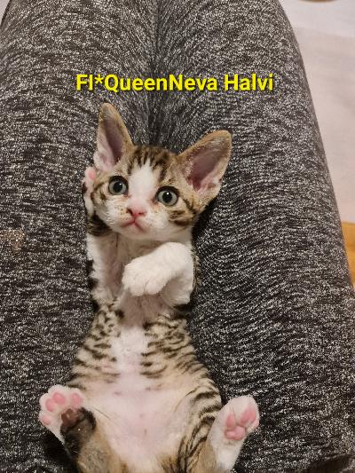 Varattavissa 2 ihanaa Devon Rex naaraspentua. Pennut on jo rekisteröity Suomen Kissaliittoon.
Synynyt 13.1.2026
Luovutusikä 22.4.2026
Pennut luovutetaan uusiin koteihin kahdesti rokotettuina, säännöllisesti madotettuina, mikrosirutettuina sekä eläinlääkärin tarkastamina/eläinlääkäritodistus. Pennut ovat erittäin sosiaalisia, uteliaita ja ihmisläheisiä – tyypillisiä Devon Rexejä. Ne tykkävät seuraa, viihtyvät sylissä, asuvat lapsiperheessä. Kaikki pennut ovat terveitä, reippaita ja kasvaneet kodinomaisessa ympäristössä. Kysy rohkeasti lisää ja kerro millaiseen kotiin pentu olisi tulossa!

Ystävällisesti, Oleksandr Chmutov, kissala FI*QueenNeva, Forssa.