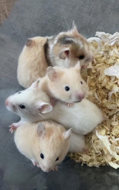 Syyrianhamsterin poikasia.
Poikasten emo on lyhytkarvainen ps valkoinen ja isä pitkäkarvainen ps norsunluu. Poikaset ovat kesyjä ja saanut myös lapsen käsittelyä. 
Poikaset ovat kuvissa 3-viikon ikäisiä ja luovutus alkaen 13.4
Kerrothan ensin, millaiseen kotiin poikanen olisi tulossa. 
Voin laittaa myös lisää kuvia :) 
Vapaana: 
1 sekavärinen tyttö
2 valkoista poikaa
2 creme poikaa
1 creme tyttö