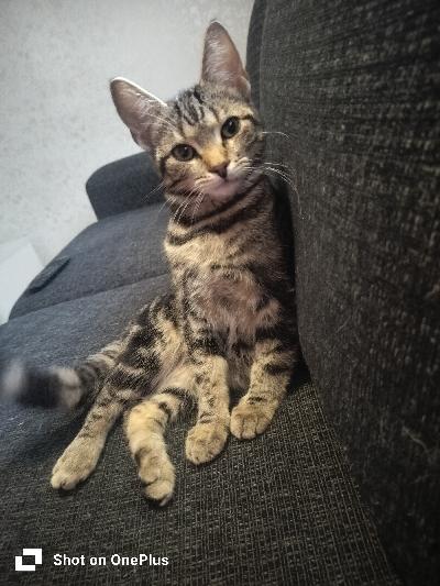 Riiviö on leikkaamaton kolli pentu joka on vailla hyvää kotia. Joudun luopumaan elämäntileen vuoksi hänestä. Tulee toimeen toisten kissojen kanssa ja uskon että koiratkin on ok, koska naapurin koiran kanssa kovin uteliaita toisiansa kohtaa. 