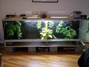 Vesivaneriterraario lasipäädyllä sekä -liukuovilla.
Lasipäädyssä halkeamaa sekä listaa pitäisi hieman uusia / fiksata.

Mitat: 210cm x71cm x 60 cm (p x l x k)

Tekokasvit ja harkot saa mukaan.
Terraarion valaistuksesta voimme keskustella erikseen...eli saatavissa terraarioon mukaan.

Hyvä esimerkiksi arovaraanille tai isommalle käärmeelle.

Lasiovet saa otettua terraariosta erikseen ja näin ollen hieman helpottaa kuljettamista.