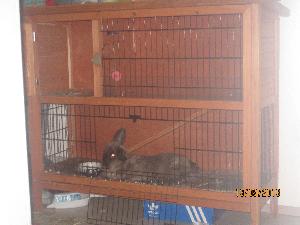 kani on kilti ei ole koskaan purrut.kynnsien leikkuu onnistu ongelnitta kun saa nostettua selälleen syliin eikäsillä ole tapana rimpuilla.Hän on kilti osaa käytää wc -laatikkossa,hän on sisäsiisti käy ihna kannssa ulkona.
häkki, juomapullo, ruokakuppi,wc-laatikko suolaa.ulkoihna kaikk yhtees hinta 150e. 