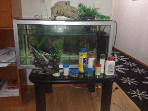 Myydään akvaario jossa on 16 kalaa mukana kaikki tarvittavat tarvikkeet suodatin,lämmitin puhdistusaineet koristeet ja ruoat myydään alta pois