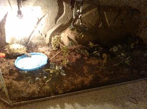 Terraario esim. hämähäkille, liskolle, kilpikonnavauvalle... Kalliotausta ja ilma-aukolliset metallikannet. Mukaan saa halutessa kuvan muovikasveja. Lamppu ei kuulu kauppaan. Huom! Täysikasvuiselle kilpikonnalle liian pieni! Todella painava. Yksi särö, mikä ei ole menoa ja terraarion siirtoa haitannut - enemmänkin näköhaitta. Ota yhteyttä lisäkuvista/-tiedoista! :)