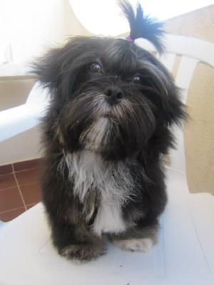 Tarvitsetko lemmikillesi hoitopaikkaa lomasi tai työpäivän ajaksi? 
 
Meiltä saat ammattitaitoisen ja hyvän lomakodin lemmikillesi. Meillä on vuosien kokemus erilaisista eläimistä mm. koirat, kissat, jyrsijät, linnut, kalat, kilpikonnat.. 
 
Meillä on myös mahdollisuus kuljettaa lemmikkinne hoitoomme. 
 
Koirien ja kissojen hoitomaksu on 15e/vrk
Pieneläinten hoitomaksu on 8e/vrk
 
Lemmikille on tuotava hoidon ajaksi kaikki tarpeellinen mitä lemmikkinne hoidon aikana tarvitsee. Pyynnöstä voimme hankkia kaiken tarpeellisen lemmikillenne joista veloitamme erikseen. 
 
Ota yhteyttä:
Yleistyopalvelu@gmail.com tai 045 1744433


Lue lisää: http://www.yleistyopalvelu.com/lemmikkien-hoito/