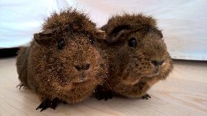 Myydään ajanpuutteen vuoksi marsusisarukset Kukka ja Kaneli, pian 4 vuotta. Myydään vain yhdessä hyvään ja rakastavaan kotiin. Marsut ostettu aikanaan eläinkaupasta. Hoidettu hyvin, mutta ovat aika arkoja. Ei pikkulasten lemmikiksi. Kysy lisätietoja s-postilla. Hintaan sisältyy marsujen lisäksi häkki 120 cm, 2 mökkiä ja muut mahd. tarvikkeet.