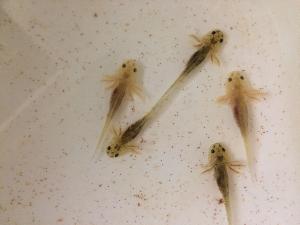 Axolotlin poikasia, jotka kaipaavat kotejaan.