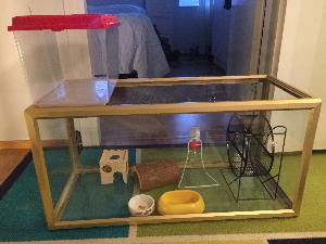 Terraarion mitat: pituus 80cm, leveys 34cm ja korkeus 40cm. Terraario mukana tulee juoksupyörä, 2 ruokakippoa, juomapullo ja juomapullo telinen, puinen tunneli ja puinen mökki sekä iso kuljetuskoppa :) 