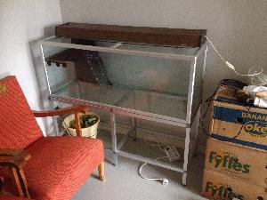 Myydään akvaario. Leveys 115cm, syvyys 39,5cm, korkeus 44,5cm. Telineen kanssa korkeus on 98cm.
Akvaario on ollut punakorvakilpikonnan kotina. Kuvan styroksiseinä ja kuivatteluteline lähtevät helposti irti, voin poistaa ennen kauppoja. Takalasissa silikonin jäämiä.
Akvaario pitää vettä, mutta myyn 