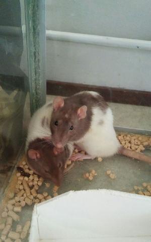 Annetaan kaksi tyttörottaa pois, koska aloitan intin ja sen jälkeen opiskelun jolloin aika jää liian tiukalle. Rotat ovat terveitä ja hyväkuntoisia. Mukaan saa myös halutessaan lasisen terraarion mukaan.