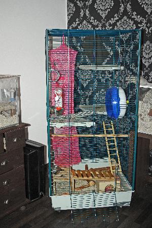 Myydään Ferplas Furet Tower häkki. Ollut neljällä rotalla käytössä lähes kaksi vuotta. Häkkiosa on hyvässä kunnossa, mutta muoviset pohjalaatikot jyrsittiin melkein heti kulmista rikki ja jouduin käyttämään isoja kiviä häkin nurkissa karkaamisen estämiseksi. Nyt kulmat on korjattu harmaalla lasikuidulla, joka on vähä muovia vahvempaa.

Häkissä on kolme isoa luukkua, edessä kaksi ja katossa yksi. Häkki on kaksikerroksinen ja kerrosten välillä on putki, mitä pitkin pääsee kulkemaan. Itse olen käyttänyt häkkiä ilman välikerrosta ja yhdistänyt häkkiosat toisiinsa nippusiteillä, näin saa lisää tilaa kiipeilyyn: ) Siivouskin on ollut paljon helpompaa. Häkin pohjassa on pyörät, jotka helpottavat sen siirtelyä.

Mitat: 80x75x161 cm (pituus x leveys x korkeus)
Mukana tulee: neljä tasoa ja kaksi ramppia (yksi taso ostettu erikseen 15€), Silent spinner large -juoksupyörä (halkaisija 30cm, uutena 40€), kaksi juomapulloa (Classic bunny ja käyttämätön Ferplast sippy large) sekä tunneliputkia. 

Halutessaan mukaan saa käyttämättä jääneet toa-lätit ja nippusiteitä (10).
Alkupäinen wc ja ruokakuppi on purtu pilalle ja heitetty pois.
Häkki on purettu osiin, mutta se on aika helppo koota.


Lisää kuvia löytyy täältä: http://photoja.nn.fi/kuvat/MYYD%C4%C4N/Ferplast+Furet+tower/ 
