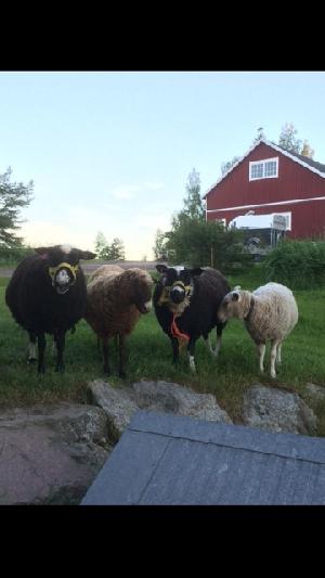 Myydään 
-15 syntynyt mustavalkoinen suomenlammas uuhi,-15 syntynyt mustavalkoinen texel-suomenlammas uuhi ja -16 syntynyt valkoinen texel-suomenlammas uuhi. Terveitä ja ihmisystävällisiä. Hyvään kotiin.