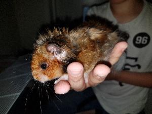 Valmis paketti rakastavalle eläinystävälle! 

Syksyllä 2017 syntynyt poika hamsteri Salama (Kultahamsteri/Syyrianhamsteri) ja kuvan dunahäkki, kupit, juoksupyörä, koppi, juomapullo, kuljetushäkki jossa halkeama. Voin myydä myös hamsterin erikseen (40eur). Hamsteri on valmiiksi 