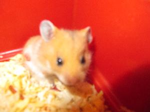 Myyd��n Syyrialaisia hamstereita. Myynniss� olisi YKSI 27.07 synt. tytt� ja 4 poikasta jotka on synt. 21.08. Hamsterit ovat k�sikesyj�, kilttej� sek� uteliaita. Hamsterit ovat oranssin ruskeita.

Hintaa niill� olisi 15e/kpl
hintaan sis�ltyy: hamsteri, ruokaa ja hoito-ohjeet tarvittaessa.