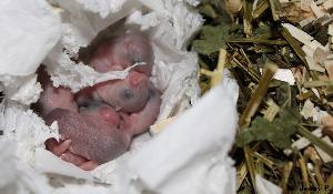 6.9. syntyneit� talvikon poikasia kuusi kappaletta. Poikasten vanhemmat n�ht�vill�. Mukaan tuttua ruokaa ja purua. Poikaset totutetaan k�sittelyyn, kunhan ensin kasvavat. Luovutus alkaen 4.10. Jos kiinnostuit, ota yhteytt� s-postilla. En vastaa pelk�st��n kuvan kyselij�ille.