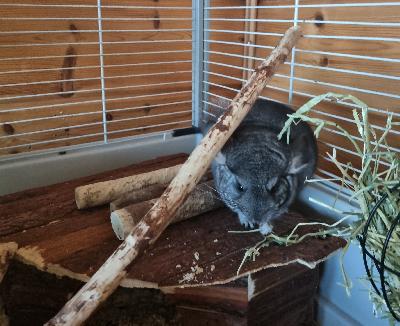 Myydään 3.10 luovutusikään tulevia chinchilla poikia. Pennut ovat reippaita, uteliaita, käsittelyyn tottuneita. Väri standard. Yhteydenoto mielellään aluksi viestillä.