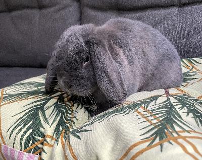 Vastuuntuntoista kotia etsii 22.3.2021 sinisen värinen kääpiöluppa uros. Kani on tatuoitu, leikkamaton, kiltti, reipas ja sosiaalinen luonteeltaan. Pupu on tottunut muihin eläimiin, lapsiin ja runsaaseen käsittelyyn.

Muuttuneen perhetilanteen vuoksi joudumme luopumaan ihanasta lemmikistä. 

Kanin mukaan tulee ulkohäkki + pesämökki+ kaikki kanille kuuluvat tavarat. 