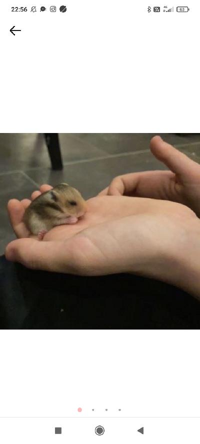 Varattavissa 24.9.syntyneitä, virkeitä ja eloisia, käsittelyyn tottuneita syyrianhamsterin poikasia, tyttöjä ja poikia. Väritys normaali/cinnamon. Poikaset ovat luovutusikäisiä 29.10.2022.Kuljetus sovittavissa Iisalmen alueella ja myös lähikuntiin.