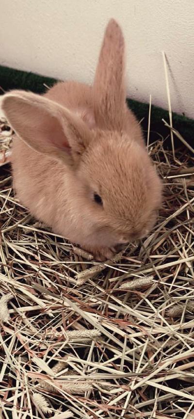 Ihanan suloinen pieni kani poikanen.