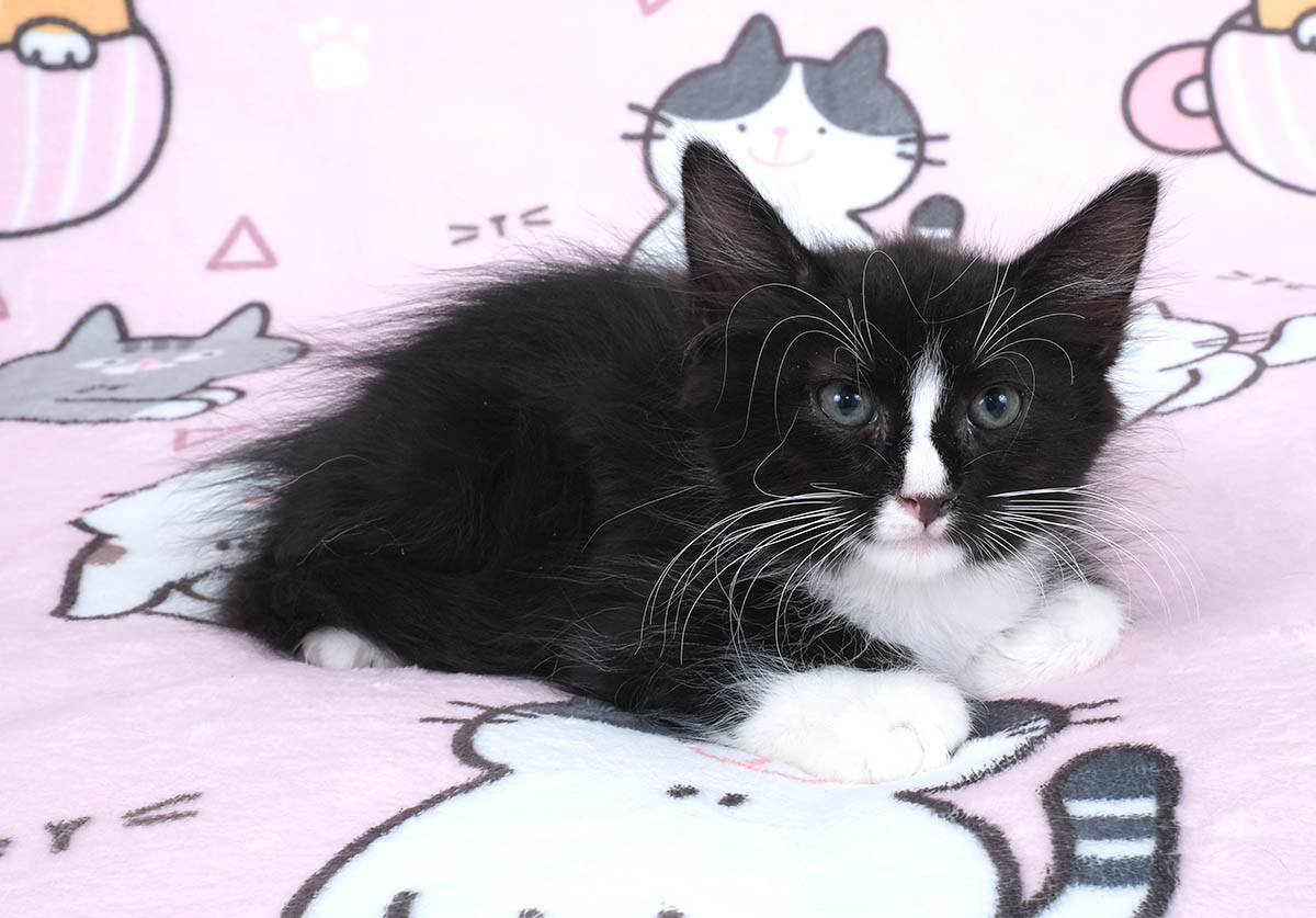 FOLKE