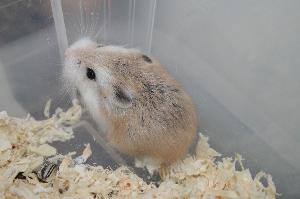 Myydään 5.2.12 syntyneitä venäjänkääpiöhamsteri roborovskin urospoikasia. Poikasia on 3 ja ne ovat normaalin värisiä. Tulevat hyvin toimeen keskenään. Voidaan myydä laumana, pareittain tai yksin (yksin vain siinä tapauksessa jos kaveri on odottamassa). 

Poikasen hinta 25/nenu. Mukaan rekisteripaperit, kasvattajan tuki ja pussukka tuttua ruokaa. 

Poikaset Pielavedellä, kuljetus onnistuu Pohjois-Savon aluella omien menojen mukaan.