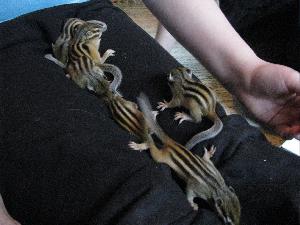 Siperianmaaoravavauvat syntyivät 27.3.
Luovustus aikaisintaan viikolla 21. 
5 urosta ja 1 naaras. Myydään hyviin oloihin osaavaan ja sitoutuneeseen kotiin. Poikaset ovat kesyjä ja niitä on käsitelty lähes päivittäin. 