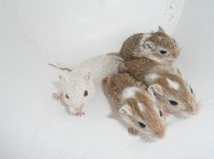 Vapaana olis vielä 2 hellyyttävää naarasta ja uros! Myyn PIKAISESTI asiantuntevaan ja hyvään kotiin, koska tilat ja aika alkaa loppua:( Tytöt myyn samaan kotiin! Käsittelyyn tottuneita, syövät kädeltä ja uteliata pikku jyrsimyksiä:)

Kuljetus mahd. jonkun matkan päähän pientä korvausta vastaan.

Mukaan pystyn myymään kahdelle sopivan dunan.

Yhdistelmistä slate ja agouti patched. poikueessa oli 4agouti collaredia ja 1 smoke joka jää kotiin.

kuvia: http://www.petsie.fi/pet.php?petid=215882&s=images