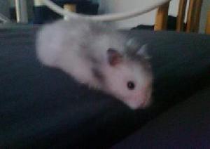 Täällä olisi myynnissä kaksi pitkäkarvaista syyrialaista uroshamsteria (veljekset). Pojat ovat alle 4 kk vanhoja ja niillä on paperit. Toinen on väritykseltään valkoinen ja toinen harmaa. 

Hintaa valkoiselle pojulle tulee 45 euroa (sisältää pienen, tosi hyväkuntoisen dunan, puisen sillan, muovisen pesäkolon, ruokakupin ja juomapullon) ja harmaalle 65 euroa (sisältää lähes uuden dunan, jonka ostohinta oli n. 80 eur, ruokakupin, juomapullon ja puisen pesämökin).

Kiitokset kaikille ilmoituksen lukeneille.

HUOM. Jos ilmoituksessa on jotain epäselvää, olet kiinnostunut tai haluat tehdä tarjouksen, niin yhteydenotot mielellään soittamalla.
Kuvassa harmaa uros. :)