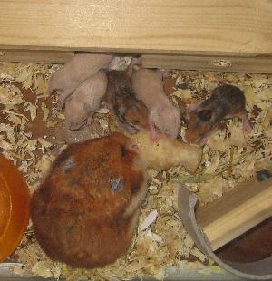 myydään syyrialaisen hamsterin poikasia Hämeenlinnan Lammilla. Syntyneet 11.6.2012 eli luovutusikäisiä 16.7.2012 alkaen. Sekä emä että isä nähtävillä. Mukaan saa hoito-ohjeet sekä tuttua ruokaa. Ota yhteyttä jos kiinnostuit. Lisää kuvia saa s-postiin.