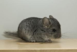 Hyvää, rakastavaa ja pysyvää sijoituskotia/ puolisijoituskotia etsii standard vc sc, urospoikanen Polestar. ( vc = violet carrier = violetin kantaja & sc = sapphire carrier = sapphiren kantaja)
Polestar on syntynyt 27.05.2012.
Pojan vanhemmat ovat Sørigs Forever More (standard vc sc naaras) & Sørigs Tristan Freyr (Blue Diamond uros). Vanhemmat ovat tanskalaisen tarhaajan Niels Sørigin kasvatteja.
Polestarin kasvattajia ovat Minttu Metsälä & Karoliina Lindroos.

Sijoituskodilta/ puolisijoituskodilta vaaditaan yhteistyökykyä ja luotettavuutta. Toivon uuden kodin löytyvän n.100 km etäisyydellä Tampereelta, tai uudella kodilla olevan näyttelykiinnostusta edes himpun verran. Toki jos uusi koti on yhteistyökykyinen eläimen kyydityksen kanssa, onnistuu sijoitus/puolisijoitus kauemmaskin.

Aikaisempaa chinchillakokemusta ei tarvita, opastan tarvittaessa uutta kotia chinchillan hoidossa.
Polestar on luovutusikäinen elokuun puolenvälin tienoilla ->.

Sijoituksesta tehdään kirjallinen sijoitussopimus (2 astutusta + pieni varausmaksu) TAI Puolisijoituksesta tehdään kirjallinen puolisijoitussopimus ( 1 astutus + puolet eläimen rahallisesta arvosta), riippuen siitä haluaako uusi koti chinchillan sijoitukseen vai puolisijoitukseen.

Mukaansa uusi koti saa myös painonseurantataulukon, tarvittaessa hoito-ohjeet, sekä pussin tuttua pellettiä ja tietenkin kasvattajan elinikäisen tuen kaikissa chinchilla-asioissa.

Polestar asustelee Tampereella, josta ensisijaisesti haku. Kyyditys Tampere- Kouvola & Tampere- Seinäjoki akseleilla onnistuu välillä pientä korvausta vastaan. Kyyditys muualle bensakuluja vastaan myös mahdollinen.

Lisätietoja & kuvia saa s-postitse     mintzu_1@hotmail.com   Vain aidosti kiinnostuneille!
