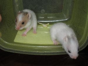 Poikaset s. 12.7 ja luovutusikäisiä ovat 17.8 eteenpäin. Tytöt normaali laikukas ja kyyhkynharmaa laikukas, pojat normaali vn ja musta vn. Mukaan rekisteröintipaperit, pieni pussi tuttua ruokaa ja kasvattajan ainainen tuki. Kuljetukset onnistuu Vantaalle, Lahteen, Porvooseen. 