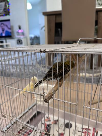 2 Kanarian lintua ja häkki ja kaikki tarvikkeet
