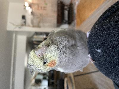 Myydään nuori neitokais tyttö. Käsikesy,mukana pieni häkki joka passaa kuljetukseen ja väliaikaiseen käyttöön. Jotain tarvikkeita ja ruokaa.