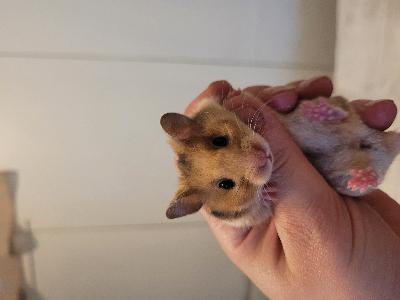 Luovutusikäisiä syyrianhamsterin poikasia Mikkelissä, rekisteröity suomen hamsteriyhdistykseen. Käsittelyyn ja monipuoliseen ruokaan tottuneita. Kerrothan minkälainen koti olisi tarjolla :) 