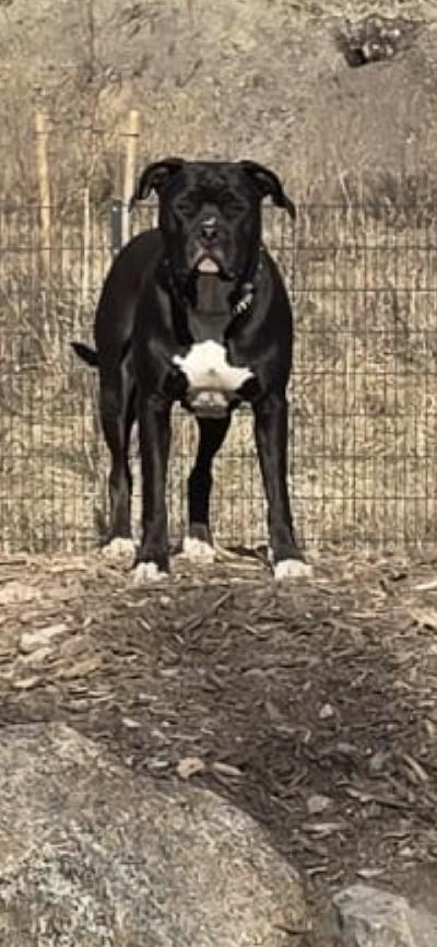 Myydään rokotettu sirutettu madotettu terve pitbull. Koira on ollut pennusta pitäen lapsiperheessä. Valitettavasti meillä aika ei enään riitä kyseiselle rodulle. Koira etsii aktiivista ja rakastavaa kotia perheestä jossa on rodun tuntevaa porukkaa. Diiva on maailman ihanin tyttö ja myös loppuelämän ystävä. Koira luovutetaan ainoastaan rodun tuntemaan kotiin jossa riittää aika. 