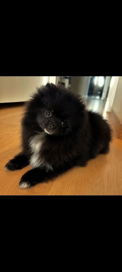 Suloinen pieni uros pomeranian 4kk pentu etsii vielä rakastavaa kotia. Rokotukset ja madotukset on saanut, terve ja lääkärin paperit saa mukaan. Poika on rauhallinen, tykkää olla sylissä ja sisästiisteys hyvällä mallilla :) kerrotko kodistasi millainen olisi tarjolla pienelle. Tottunut lapsiin ja kissoihin