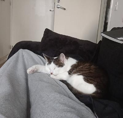 Tositarkoituksella haetaan uutta kotia meijän tytöille. Ovat ehottomasti sisäkissoja ja vain samaan kotiin. Tällä hetkellä oma työ vie liikaa kissoilta jiten seurallinen koti tärkeä. Vain samaan kotiin. Ovat leikattuja, sirutettuja ja madotettuja. Kilttejä kaveruksia. Laita s postia jos oikeasti haluat näistä kaverit loppuelämäksi. 