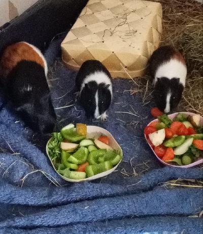 Kolme marsu poikaa etsii yhteistä rakastavaa kotia. Isä marsu 1vuotias. Pojat vajaa 4kk ikäisiä