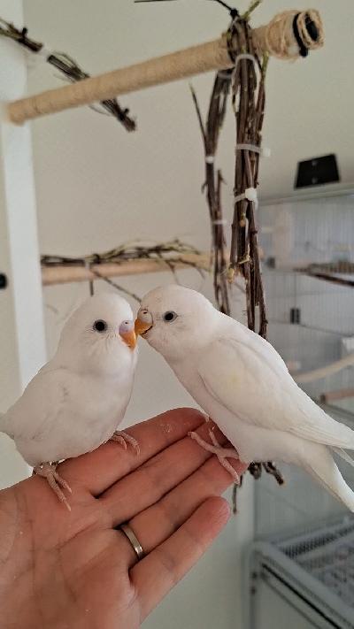 Nuori tyttö, käsiin tottunut. Meillä hankinnassa koiras kun on kaksi tyttöä.