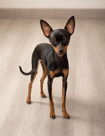 Tarjolla sulhaseksi upea 2-vuotias Venäjän toy uros (black & tan).
Tämä hurmaava pieni poika on luonteeltaan erittäin kiltti, ystävällinen ja tasapainoinen. Hän on hyväkäytöksinen, ihmisrakas ja edustaa rodulle tyypillistä iloista ja seurallista luonnetta.
Ulkonäöltään uros on erittäin siro ja elegantti. Painoa hänellä on vain 2 kg, ja hänellä on kaunis, rodunomainen pää sekä hienostunut rakenne. Kokonaisuutena erittäin kaunis ja laadukas rodun edustaja.

Rotu: Venäjän toy
Väri: Black & tan
Ikä: 2 vuotta
Paino: 2 kg
 500€
Yhteydenotot ja lisätiedustelut yksityisviestillä.