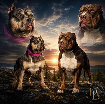 Meille odotetaan American Bully XL/Standard -pentuetta syntyväksi viikolla 30.

Pennut ovat luovutusikäisiä syyskuun puolivälissä, 8vk ikäisinä.

Etsimme pennuille aktiivisia ja rakastavia loppuelämän koteja.

Molemmat vanhemmat ovat terveitä ja tervepäisiä rotunsa edustajia. Luonteeltaan erittäin ihmisläheisiä sosiaalisia ja tasapainoisia perhekoiria

Vanhempien suvussa on useita tunnettuja ja menestyneitä koiria, kuten:

•Dual CH Jax

• Parasiemprebulls Trinity & Trimax

• Bomb Blood Don Choc

• Raw Prides Brace

• Bossy Jumanji

• Bossy Pez Koi

Pennut kasvavat lapsiperheen arjessa tottuen erilaisiin ääniin, käsittelyyn, eri ihmisiin sekä muihin koiriin. Panostamme pentujen varhaiseen sosiaalistamiseen ja monipuolisiin kokemuksiin ennen luovutusta.

Pennut luovutetaan:

• eläinlääkärin tarkastamina

• useaan kertaan madotettuina

• sirutettuina

• rekisteröityinä ABKC (American Bully Kennel Club)

• kattavan pentupaketin kanssa

Otamme vastaan muutamia ennakkovarauksia.

Jos olet etsimässä itsellesi tai perheellesi uutta perheenjäsentä, ota yhteyttä. Kerron mielelläni lisää vanhemmista, tulevasta pentueesta ja vastaan lisäkysymyksiin sekä lähetän kuvia.

Toivomme, että kerrot yhteydenotossasi kattavasti itsestäsi ja perheestäsi sekä siitä millaisen kodin voit tarjota tulevalle pennulle. Emme myy pentuja pelkkien sähköpostien perusteella, vaan toivomme, että tulevat omistajat tulevat tutustumaan meihin, vanhempiin ja pentuihin paikan päälle.

