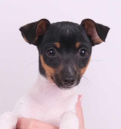 Mahtavan upea ja iloinen urospentu varattavissa!

Pennun mukana kaikki tarvikkeet, todistukset, mikrosirutettu, rekisteröinnit, terveystakuu, ohjeistus ja opastus, vuosikymmenien tuki ja varmuus ym.
Viimeisen päälle kaikki kunnossa!

Amerikankääpiöterrieri on aikuisena pieni, vahva, reipas, tasaluontoinen. Poikkeuksellisen hyvä koirarotu. Ei räksytä, mukava, helppo, kuitenkin menossa aina mukana. Hyvä kaveri!

Runsaasti lisätietoa lisää tietoa pennuista, rodusta ja vanhemmista puhelimitse ja sähköpostilla, tai tule paikan päälle katsomaan.
