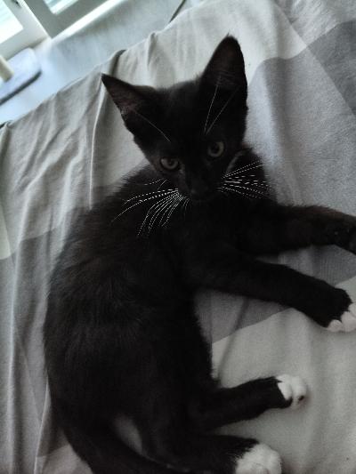 Meillä olisi juuri 4kk kissanpentu tyttö Kiki, joka etsii uutta kotia. On syntynyt 27.3.26. Espoossa. On arka uusille ihmisille ja menee usein karkuun. On todella energinen ja syö jonkin verran! Hän rakastaa nukkua öisin vieressä. On sisäsiisti!

Meillä on n.3kk esikoisen lapsemme kotona ja Kiki on todella energinen kissanpentu ja saattaa tiputtaa huvikseen lattialle tavaroita. Tykkää myös ottaa riskejä kaikkialla ja on jotenkin kiinnostunut kaikesta. 