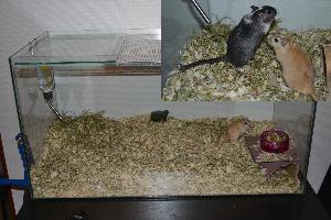 9kk ikäiset gerbiili pojat etsivät uutta kotia allergian vuoksi. Mukaansa nämä herrat saavat kaiken omaisuutensa: (lasiterraario 76x35x46cm,matkaboxi,lasinen juomapullo,nakerrettuja mökkejä, puinen taso, 3 ruokakippoa,hiekkakippo ja loput purut(2 vaihtokertaan,heinät vajaa 2kg,hiekat puolikas tonkka ja ruuat kokonainen pussi ja yks vajaa...)