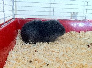 Tämä ihana 10kk ikäinen marsuherra etsii omaa kotia. Väriltään hän on silver agouti. Asuu toisen marsuherran kanssa. Ei myydä yksineläjäksi.
Lisätietoja saa sähköpostitse