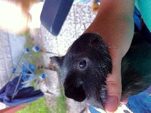 Tämä pieni marsutyttö etsii elämänkotia. Väriltään hän on black/white.
Ei myydä yksineläjäksi. Lisätietoja saa sähköpostitse