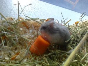 Myydään kääpiöhamsteri. Mukaan tulee häkki, pesämökki, juomapullo, ruokakuppi sekä juoksupyörä. Kyselyt mielellään tekstiviestillä.